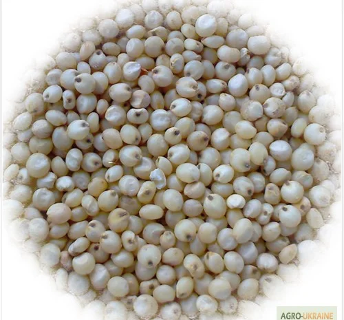 Закупаем сорго белое, красное- фото № 1
