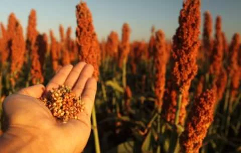 Продам сорго червоне, 100 т, Одеська обл- фото № 1