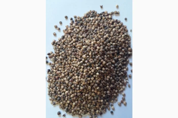 Закупаем Сорго некондиционное- фото № 1