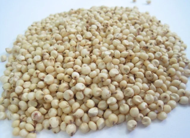Крупозавод купує зерно білого сорго на постійній основі- фото № 1