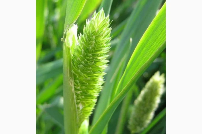 Продам канареечник- фото № 1