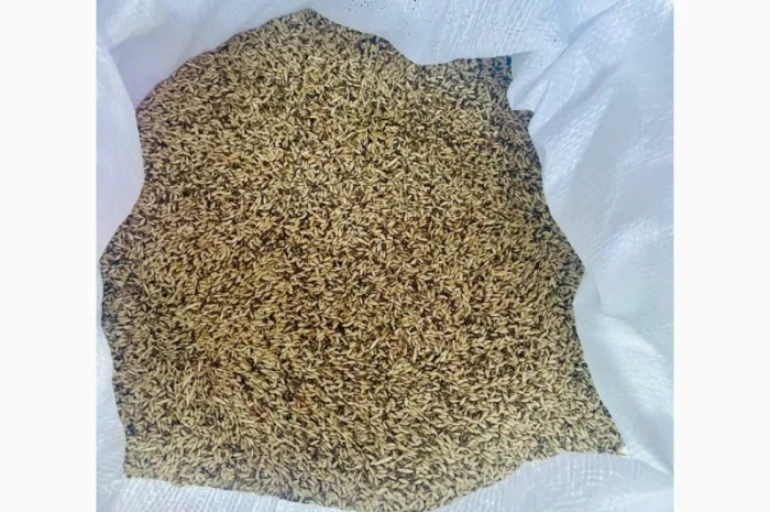 Продам конореечное просо корм для попугаев и конореек- фото № 1