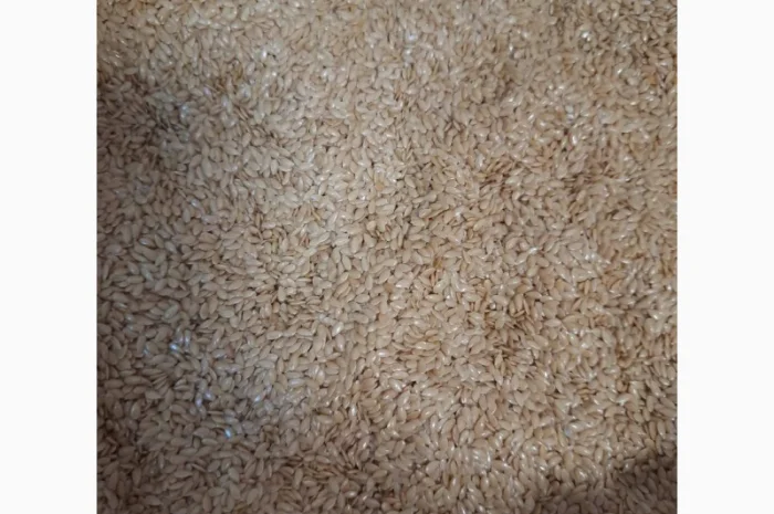 Тмин, Кмин, Насіння Кмин, Семена Тмин- фото № 3