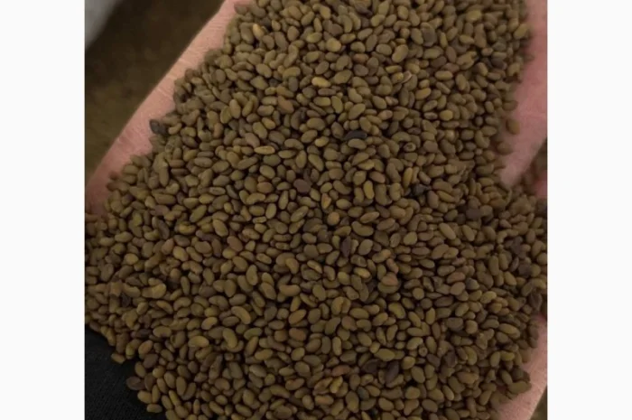 Продам люцерну сорт "Регіна", "Власта", "Банат", ГМО- фото № 1