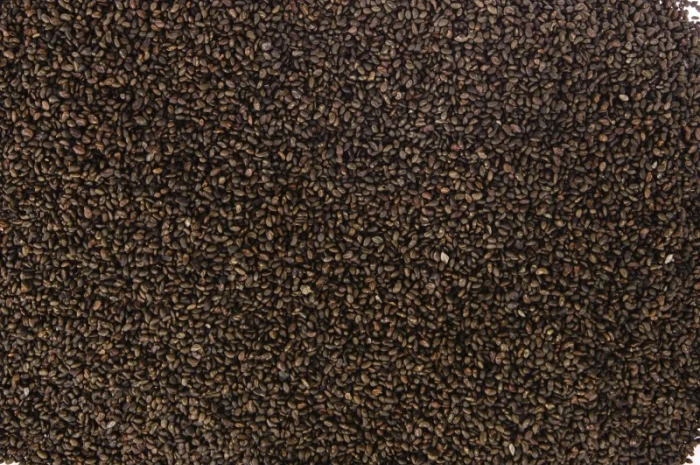 Продам люцерну сорт "Регіна", "Власта", "Банат", ГМО- фото № 2