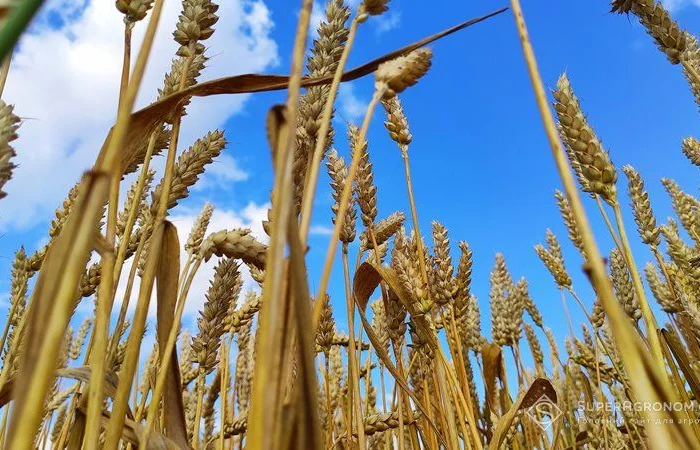 Закупим пшеницю, кукурузу- фото № 1