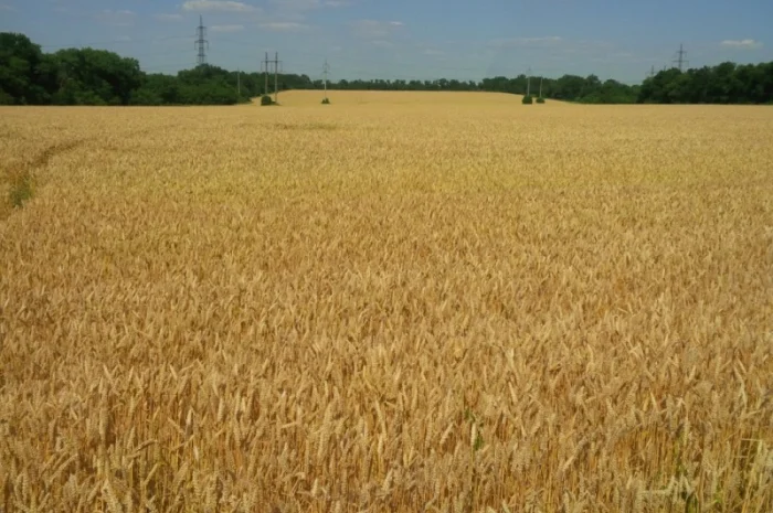 Куплю отход овсяного, ячменного, пшеничного производства, шелуху- фото № 1