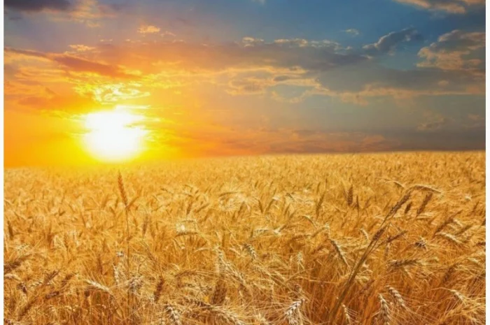 Куплю зерно- фото № 1