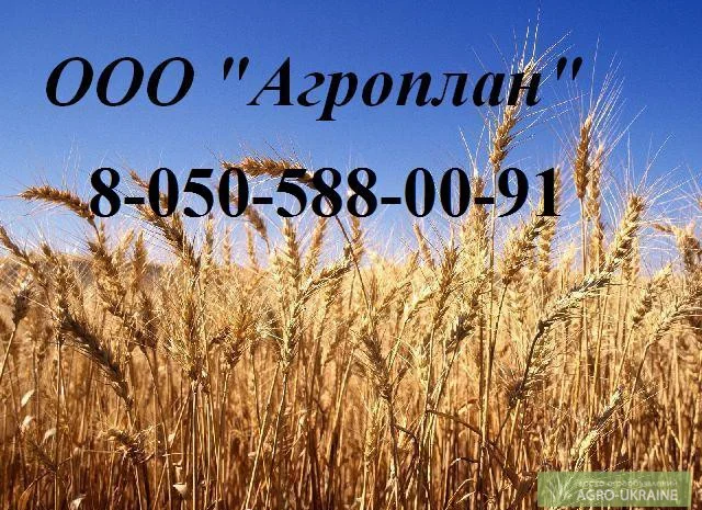 Головневые, синегузочные и проросшие: пшеницу, кукурузу- фото № 1