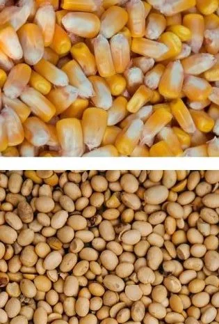 Закуповуємо кукурудзу некондиційну, сою половинки- фото № 1