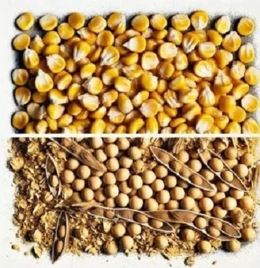 Покупаем сою (половинки), кукурузу (некондиция)- фото № 1