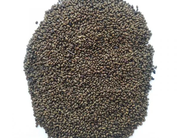 Насіння люцерни магнічена- фото № 1