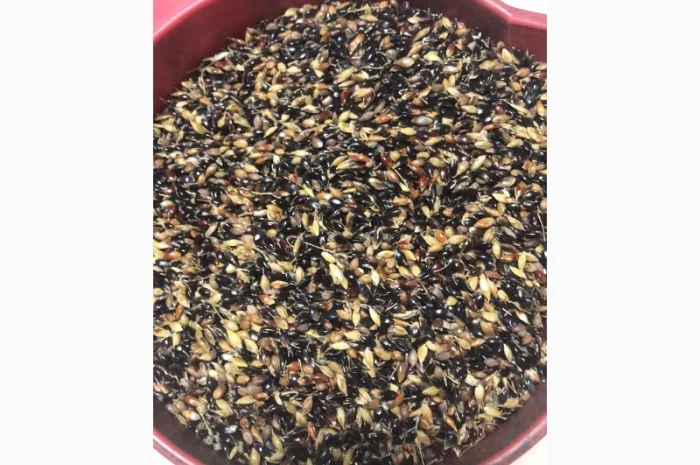 Насіння Суданка- фото № 1