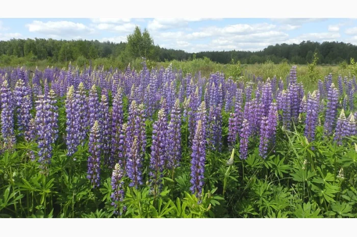 Продам семена Люцерны, многолетних, газонных трав, сидератов- фото № 1