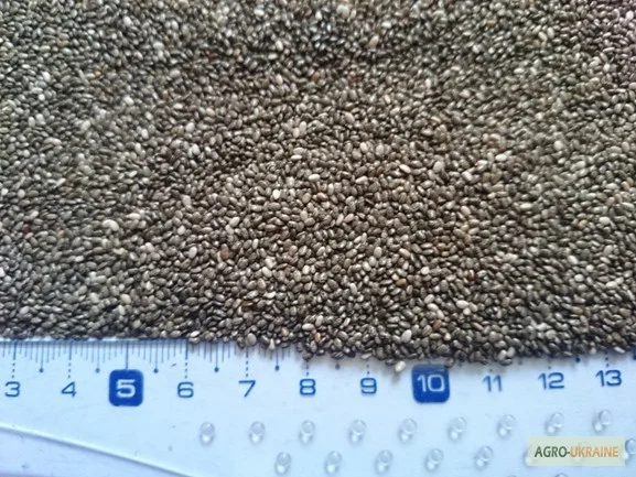 Семена Чии из Аргентины и Парагвая- фото № 1