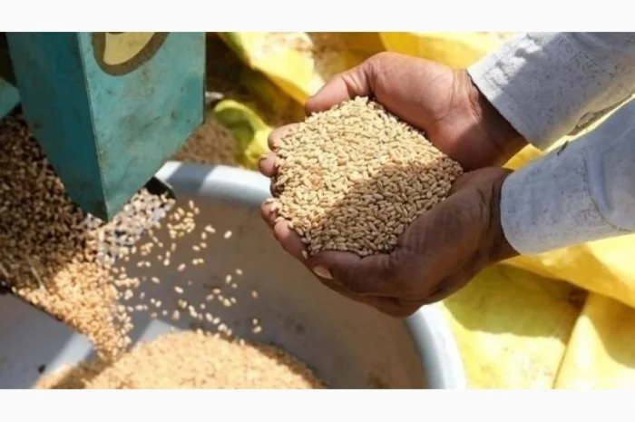 Куплю зерновідходи зернових, бобових олійних- фото № 1