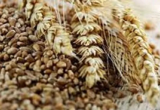 Постійно закуповую з самовивозом зерновідходи та некондицію. Самовивіз- фото № 1