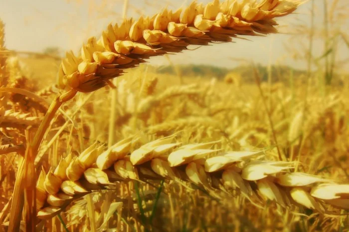 Куплю зернові- фото № 1