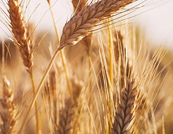 Постійно купуємо зерновідходи та некондицію- фото № 1