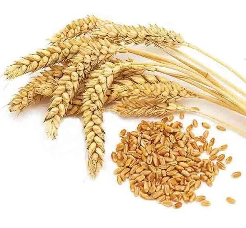 Купуємо зерновідходи бобових, зернових, олійних культур- фото № 1