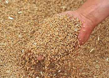 Закуповуємо вологу кукурудзу, фуражну пшеницю, сою, соняшник- фото № 1