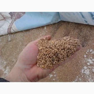 Купуємо некондицію, зерновідходи. Працюємо з посередниками- фото № 1