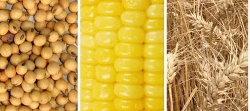 Куплю зерновые, масличные- фото № 1