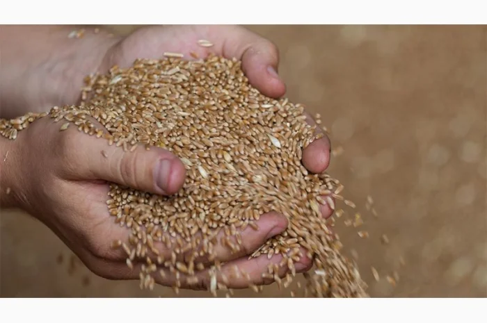 Постоянно закупаем зерноотходы, некондицию- фото № 1