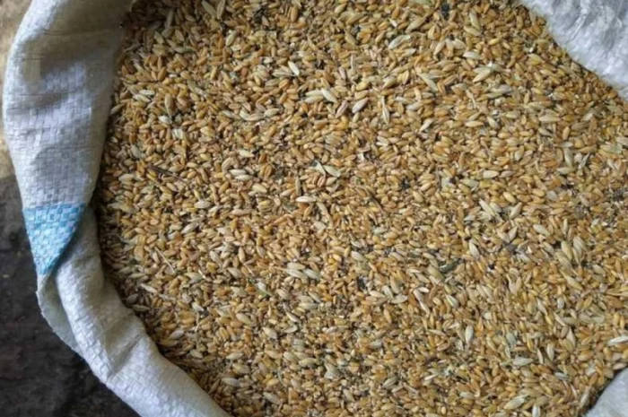 Постійно купуємо зерновідходи та некондиційне зерно- фото № 1