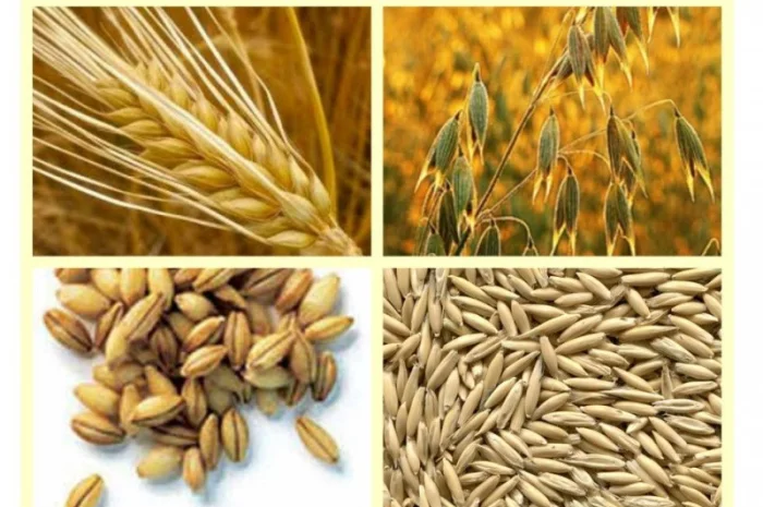 Куплю некондиционное зерно. Отходы зерновых, бобовых, масличных- фото № 1