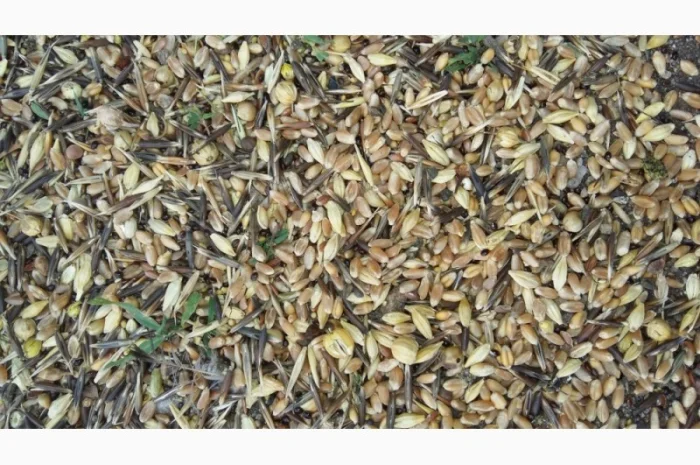 Закуповуємо зернові відходи, некондицію. Працюємо з посередниками- фото № 1