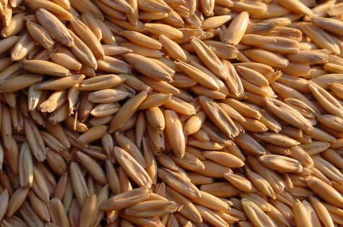 Кукуруза, соя, фуражная пшеница. Закупка- фото № 1