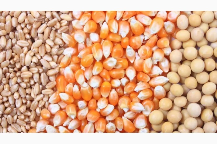 Куплю кукурузу, пшеницу, сою. Зерноотходы- фото № 1