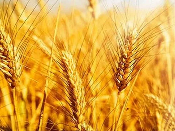 Пшеница, кукуруза, соя, подсолнечник. Закупка- фото № 1