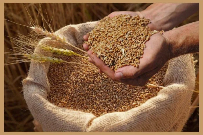 Куплю зерноотходы, некондицию на постоянной основе- фото № 1