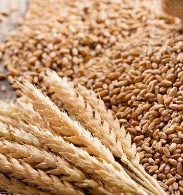 Куплю зерновідходи, некондицію, прострочений посівмат- фото № 1