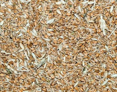 Куплю зерноотходы Зерновые, масличные, бобовые- фото № 1