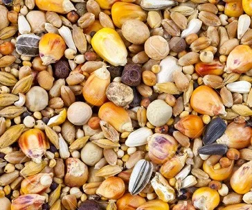 Зерновідходи бобові, олійні, зернові куплю- фото № 1