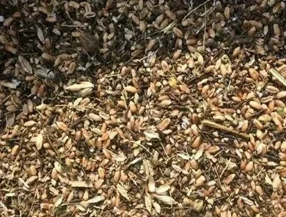 Закупка зерноотходов дорого- фото № 1