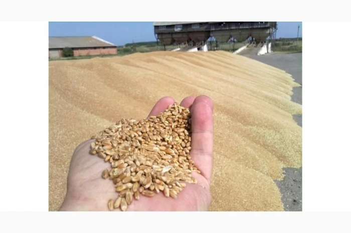 Зерноотход куплю. Закупаю зерновые, масличные, бобовые отходы- фото № 1