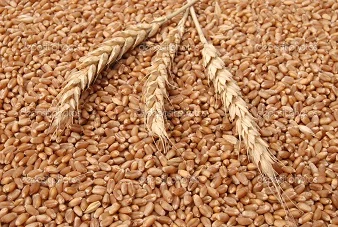 Куплю отходы, некондицию зерновых, бобовых. масличных- фото № 1