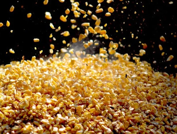 Куплю бобові- фото № 1