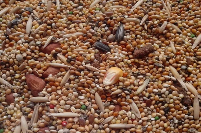 Закуповуємо некондицію та відходи зернових, олійних бобових- фото № 1