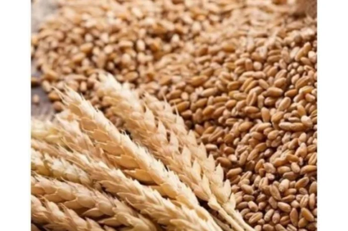 Закуповуємо зерновідходи- фото № 1