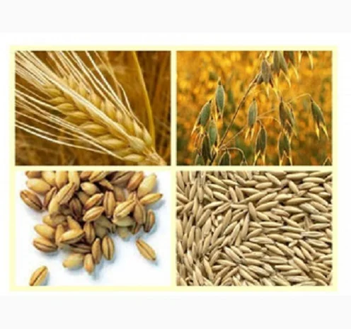 Купуємо зерновідходи, некондицію с/г культур- фото № 1