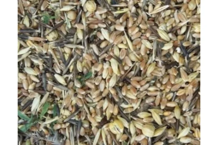 Куплю зерноотходы, некондицию. Работаю с посредниками- фото № 1