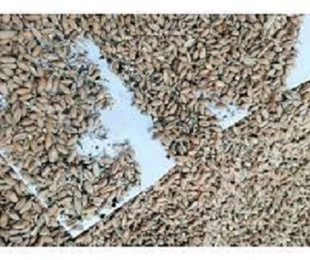 Закуповуємо зерновідходи зернових, олійних та бобових культур- фото № 1