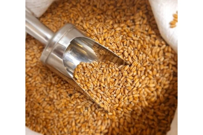 Куплю зернові відходи, некондицію- фото № 1