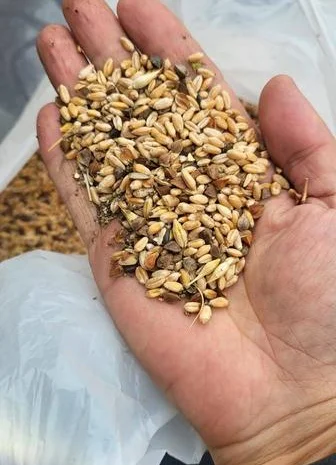 Закупаем с самовывозом зерноотходы, некондицию- фото № 1