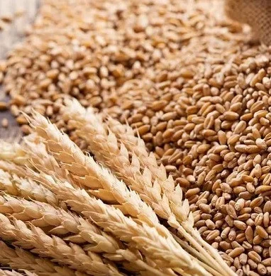 Закуповуємо некондицію, зерновідходи- фото № 1